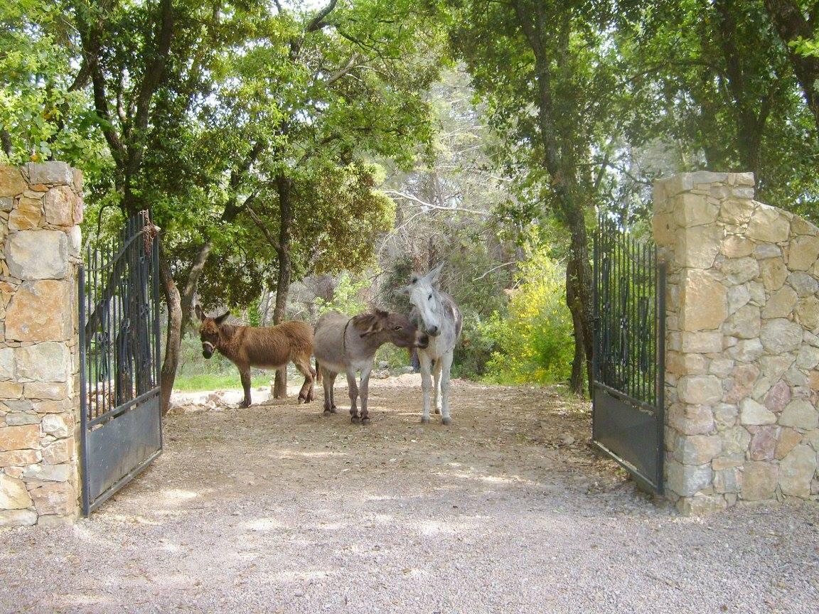 Location saisonnière avec piscine Draguinan